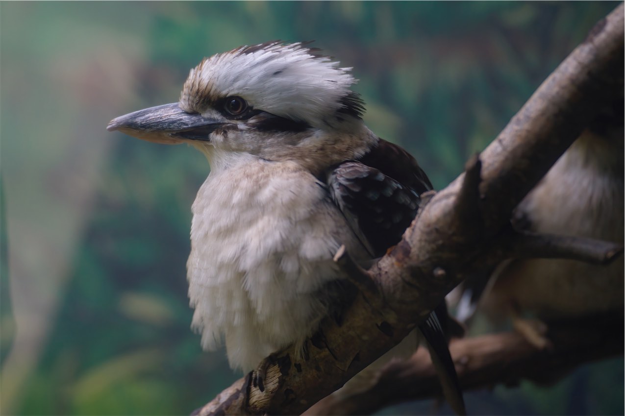 Kookaburra 0718